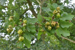 Oak knopper gall