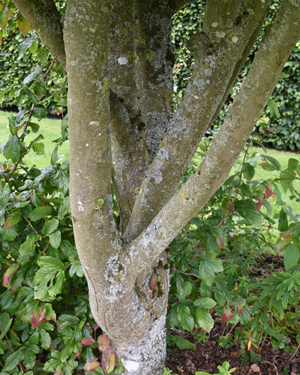 Persian ironwood