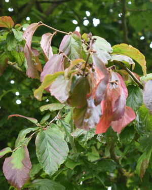 Persian ironwood leaves
