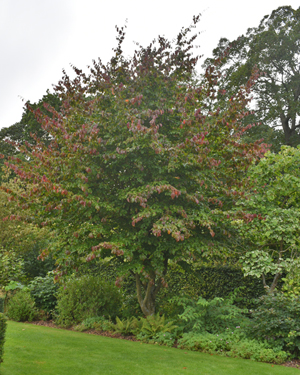 Parrotia persica