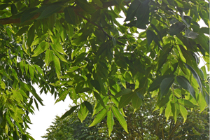 Chinese cork tree