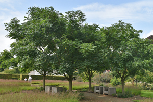 Phellodendron 