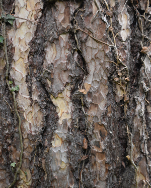 Pinus nigra maritima