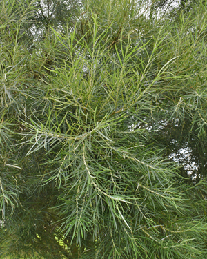 Salix elaeagnos 