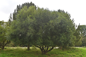 Olive willow
