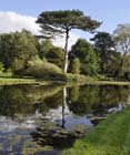 Scots pine