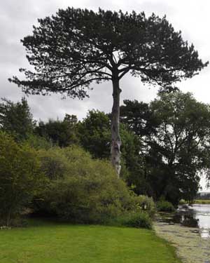 Scots pine