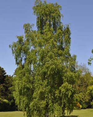 Silver birch