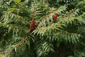 Sumac flower