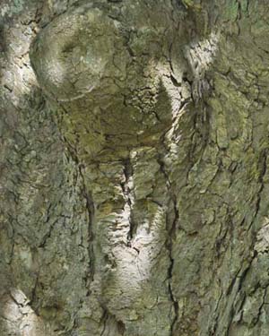 Sycamore bark