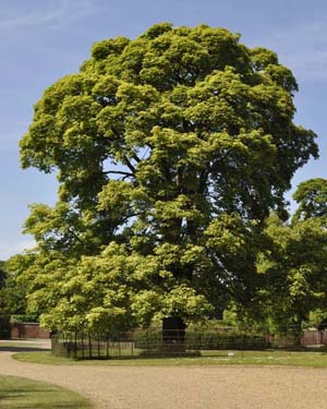Sycamore tree