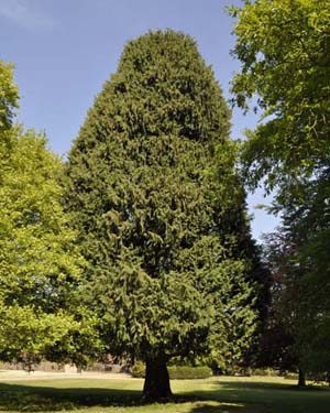 Western red cedar
