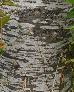 Prunus x yedoensis