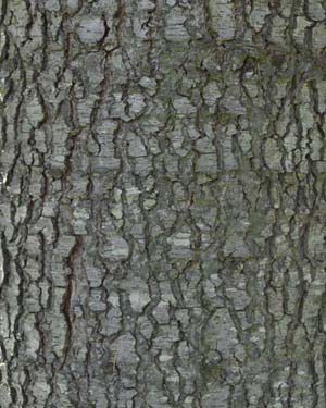 Atlas cedar bark