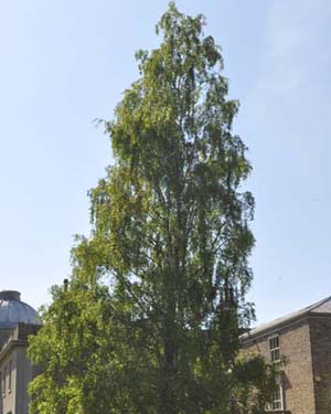 Silver birch