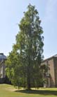 Silver birch