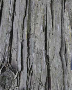 Western red cedar tree
