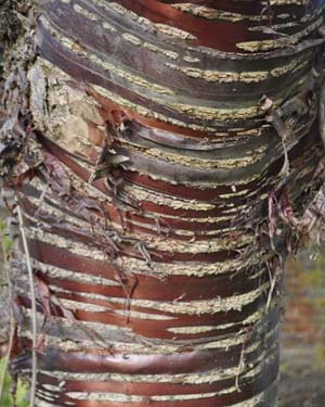 Prunus serrula