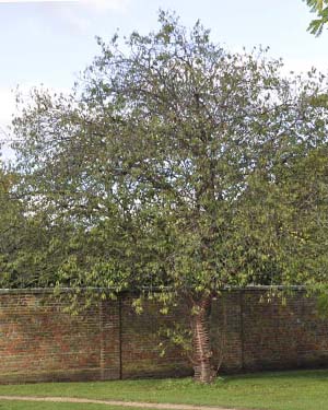 Tibetan cherry