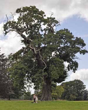 Chestnut tree