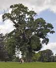 Scampston Hall