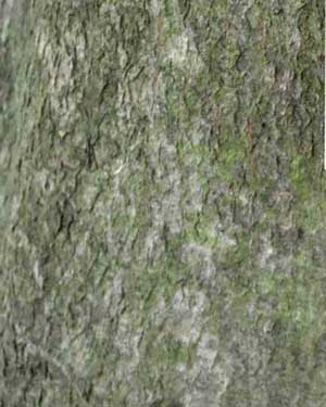 Fern leaved beech bark