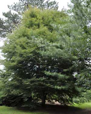 Fern leaved beech