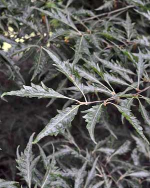Fern like leaves on Fagus asplenifolia