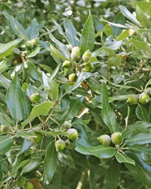Holm oak acorns