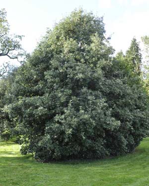 Holm oak