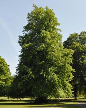 Lime tree
