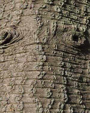 Monkey puzzle tree