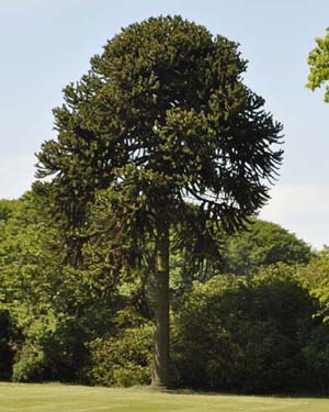 Monkey puzzle tree