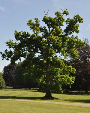 English oak tree