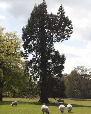 Giant redwood at Scampston Hall