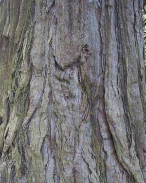 Sequoi bark
