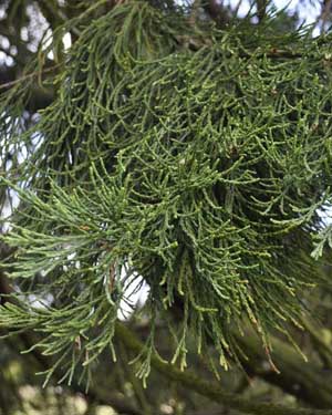Sequoia needles
