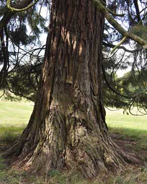 Sequoia trunk