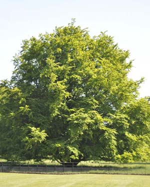 Large spreading tree