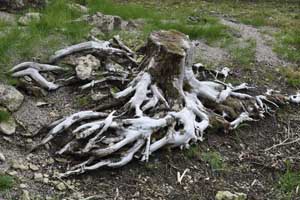 Tree stump