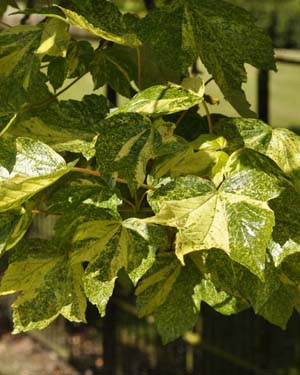 Sycamore leaves