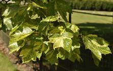 Scampston sycamore