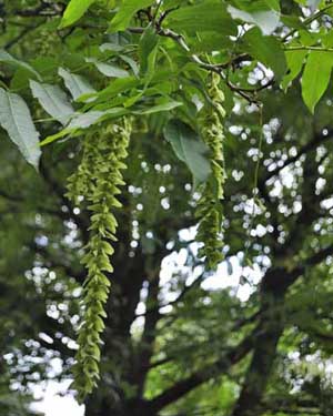 Wingnut catkins