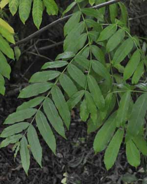 Ash-like leaves on a Caucasian wingnut