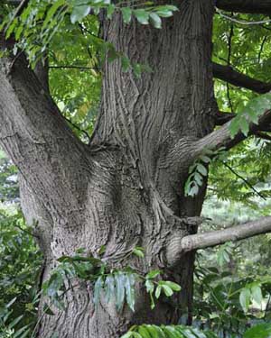 Wingnut trunk