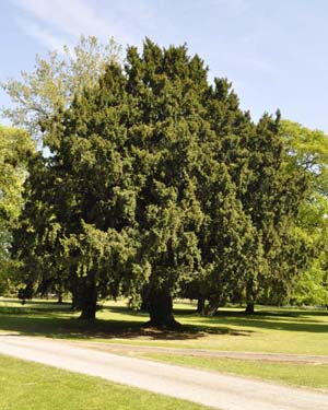 Yew tree