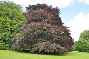 Copper beech