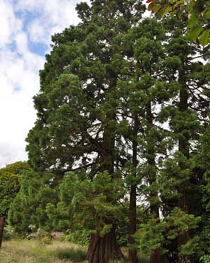 Giant redwood