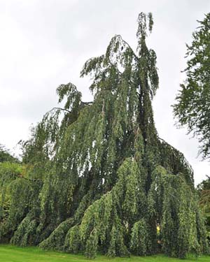 Weeping beech