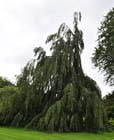 Weeping beech Threave
